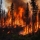 Un don pour sauver la for&ecirc;t